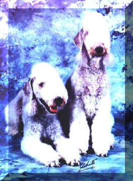 Bedlington-Terrier Kosmo und Georgie vom Orkelsfelsen