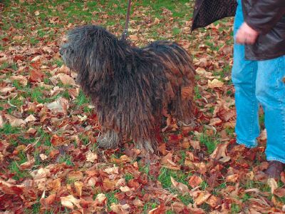 Bergamasker Hirtenhund Ioghi del Piervez