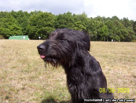 Berger de Pyrénées Das ist mein Sammy 2 Jahre alt