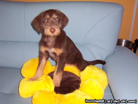 Berger de Pyrénées Das ist mein Hund 9Wochen alt Bobby