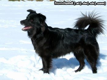 Berger de Pyrénées Bassia du Haut des Monts, Pyrenäenschäferhund Face rase