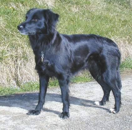 Berger de Pyrénées schwarze face-rase Hündin Jouvèn de Lugort