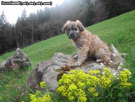 Berger de Pyrénées Langhaariger Schlag Baquero de la vieille chapelle