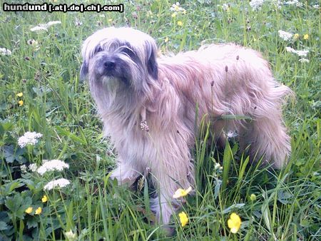 Berger de Pyrénées Langhaariger Schlag friponne de la vallee du mouton