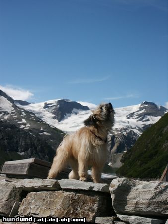 Berger de Pyrénées Langhaariger Schlag ich bin ein werwolf (friponne de la vallee du mouton)