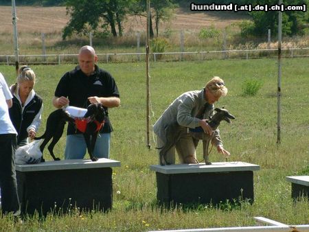 Berger de Pyrénées Langhaariger Schlag Ungarische Kurzstreckenmeisterschaft 2004. 1. Dévaj M.Sir Winston (Tancreve of Gasfirst & Dévaj Favorit) 2. Dévaj Nívó (Adam of Gasbyfirst & Merlene Ottey Greengrocer)