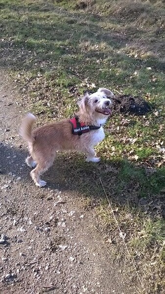 Berger de Pyrénées Langhaariger Schlag Ich bin Tiila  adoptiiet aus Spaniën.