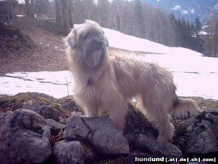 Berger de Pyrénées Langhaariger Schlag friponne de la valle du mouton