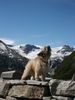 Berger de Pyrénées Langhaariger Schlag Hund