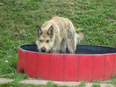 Berger Picard Coucou im Hunde-Pool