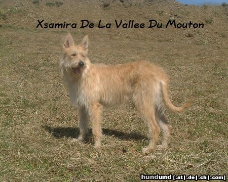 Berger Picard Xsamira de la vallee du mouton