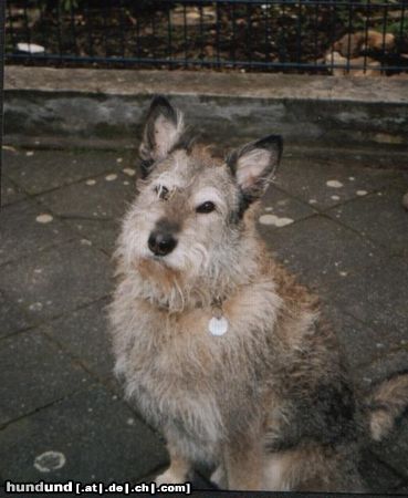 Berger Picard das ist mein hund lando ein 7 jähriger berger picard rüde