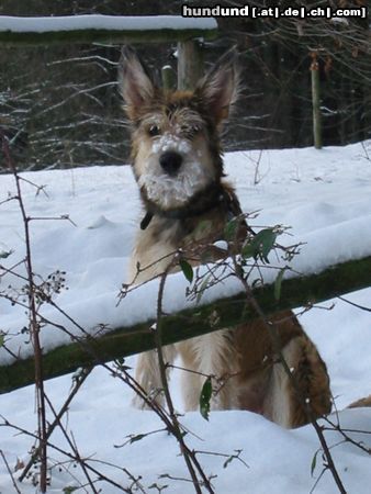 Berger Picard Ugini wohnt in Thüringen und liebt Schnee