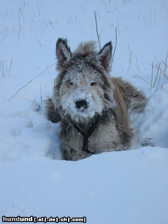 Berger Picard Schnee in Thüringen