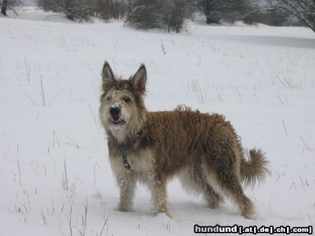 Berger Picard Schnee in Thüringen