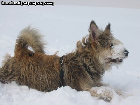 Berger Picard Schnee in Thüringen