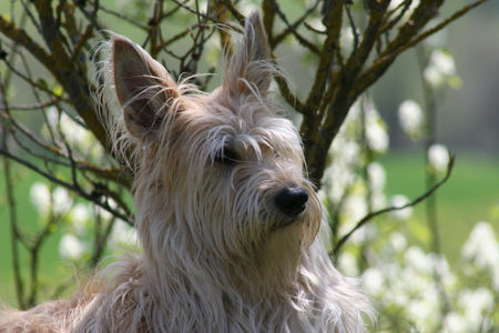 Berger Picard Amelie unter dem Zaubernuss