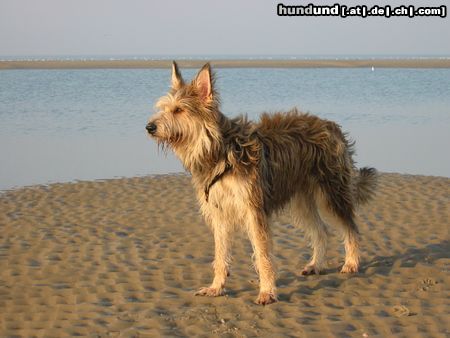 Berger Picard Ugini im Urlaub auf Borkum