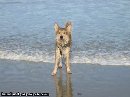 Berger Picard Ugini im Urlaub auf Borkum