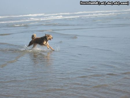 Berger Picard Ugini im Urlaub auf Borkum