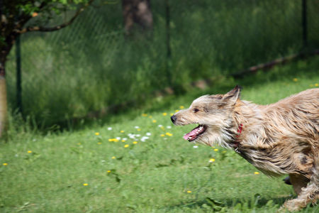 Berger Picard Chamudi im Flug