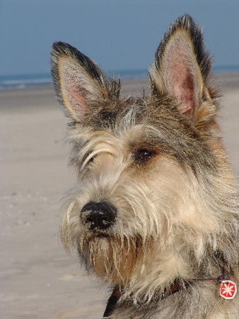 Berger Picard Beau(Ferdi)in der Picardie