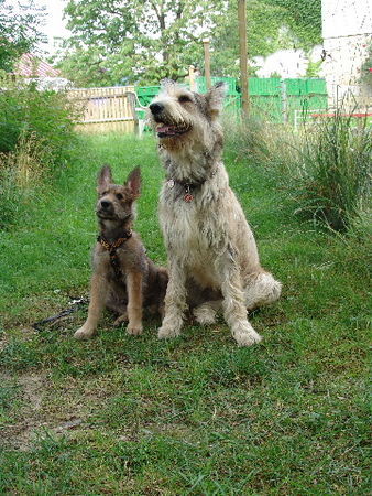 Berger Picard ferdinand und cheyenne