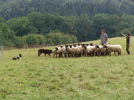 Berger Picard Picard beim Hüten