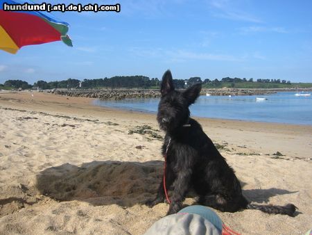 Berger Picard Morty (6 Monate) auf Urlaub in Frankreich