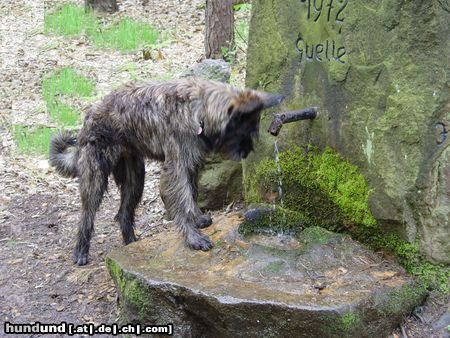 Berger Picard Frodo ist durstig nach dem Fototermin! (Vidoc du Clos de la lune Rousse) 8 Monate