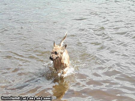 Berger Picard Dicki liebt das Wasser