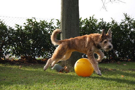 Berger Picard Cheyenne -Treibball