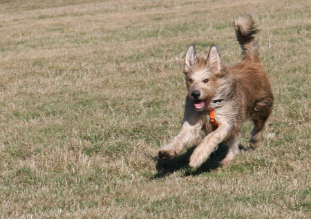 Berger Picard Ugini auf der Frisbee-Jagd