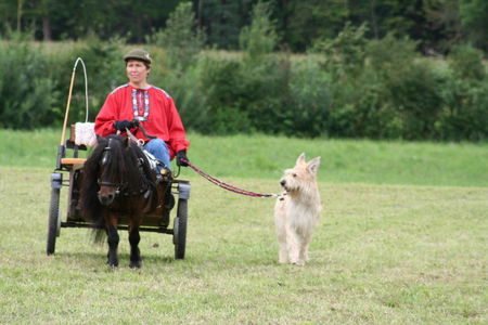 Berger Picard Der perfekte Pony-Begleithund!