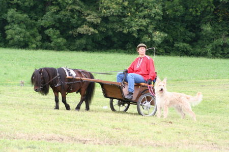 Berger Picard Der perfekte Pony-Begleithund! Arani de l'Orbe