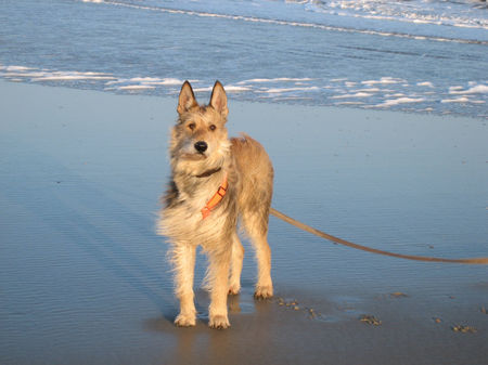 Berger Picard Ursaf an d. winterlichen Nordsee