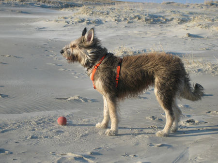 Berger Picard Ugini Februar 06 am Nordseestrand