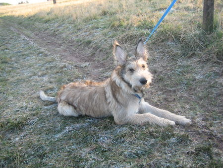 Berger Picard Chamudi ( 6 Mon.)