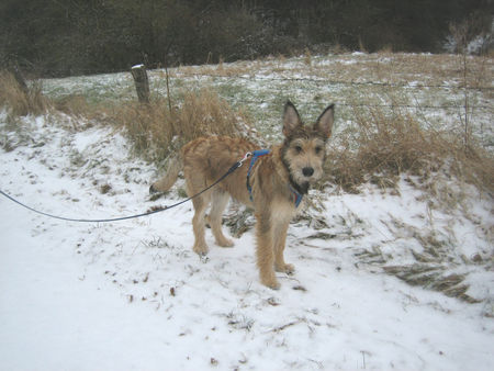 Berger Picard CHAMUDIS ERSTER SCHNEE