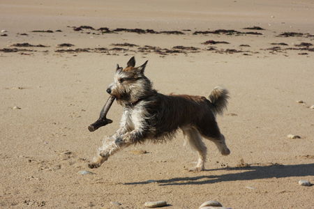 Berger Picard Cheyenne am Strand von Longeville