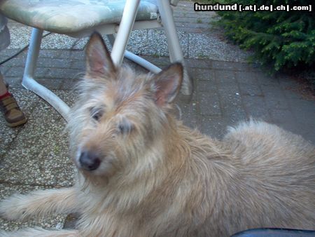 Berger Picard unsere hund bobbie im garten