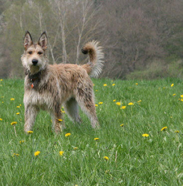 Berger Picard Coucou beim Hütewochenende im Taunus