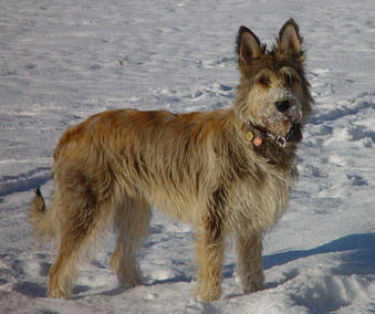 Berger Picard Endlich Schnee