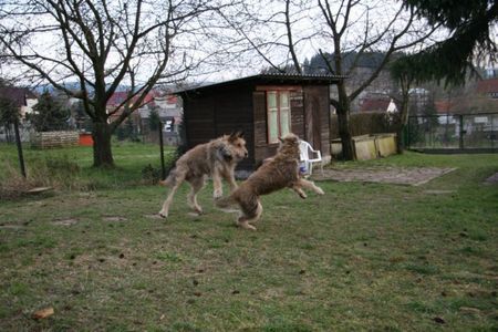 Berger Picard Ugini & Ursaf beim Toben im Garten