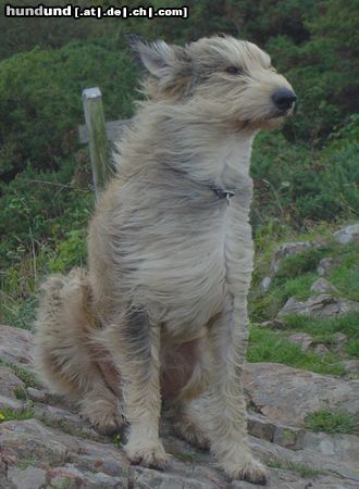 Berger Picard Kama de la Vallée du Mouton - ... und ganz schön windig hier...