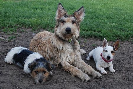 Berger Picard Coco  mit Jackies Joshie und Ellie