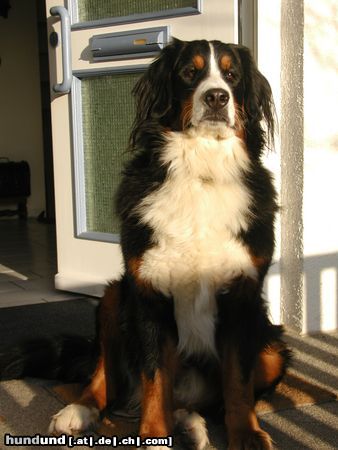 Berner Sennenhund Wer hier rein will, muss erst an mir vorbei  :-)