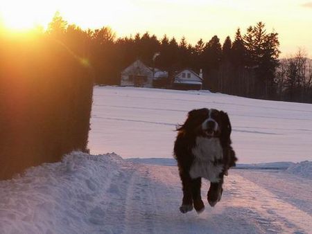 Berner Sennenhund Jury von Wiesmadern