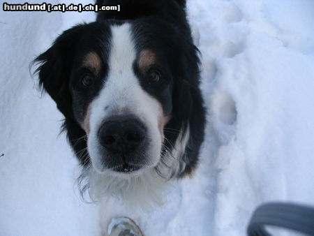 Berner Sennenhund Theo: 