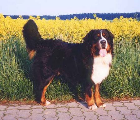 Berner Sennenhund Silas